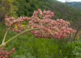 Rumex tuberosus. Соцветие. Краснодарский край, Новороссийский р-н, гора Рябкова, остепнённый луг на склоне. 17.05.2015.