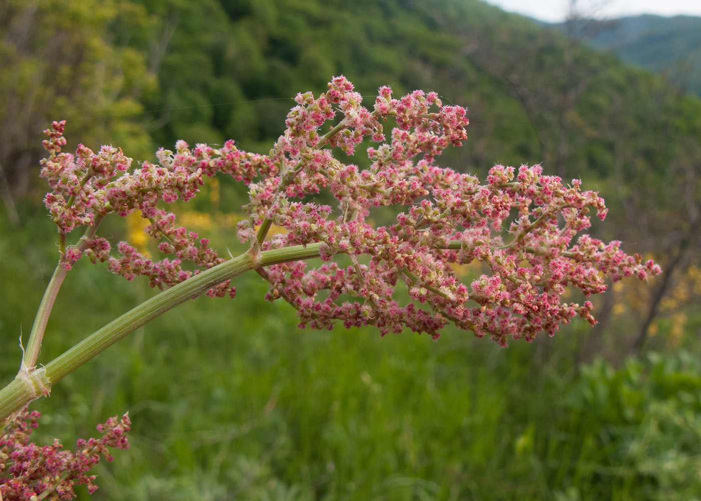 Изображение особи Rumex tuberosus.