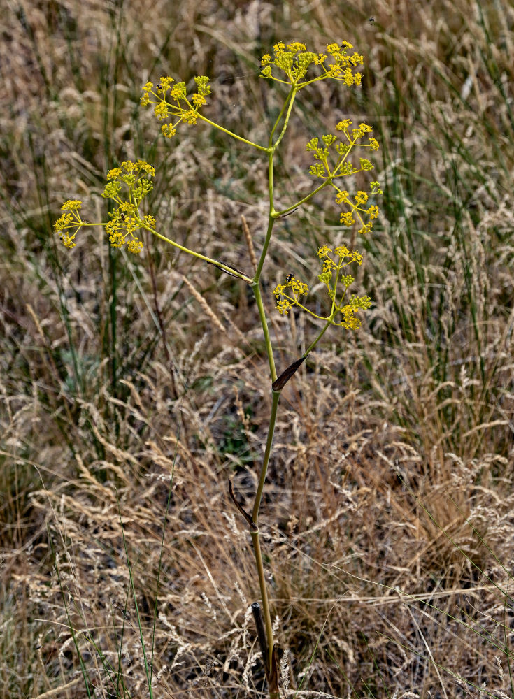 Image of Ferula caspica specimen.