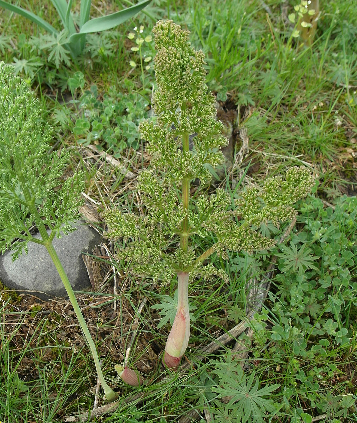 Image of Ferula tenuisecta specimen.