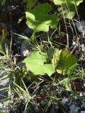 Tussilago farfara