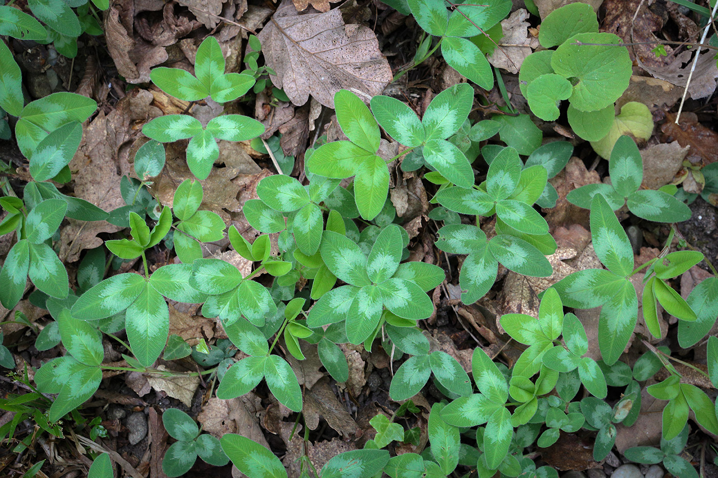 Изображение особи род Trifolium.