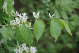 Lonicera xylosteum. Верхушка ветви с бутонами и цветками. Украина, г. Харьков, Саржин яр, лиственный лес. 12.05.2024.