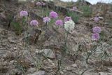 Allium caricifolium
