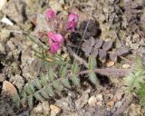 Oxytropis litwinowii