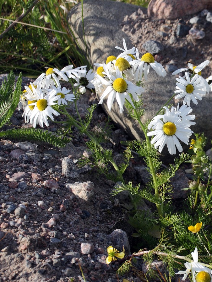 Image of Tripleurospermum subpolare specimen.