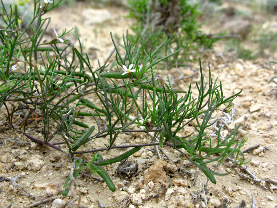 Изображение особи Leptaleum filifolium.