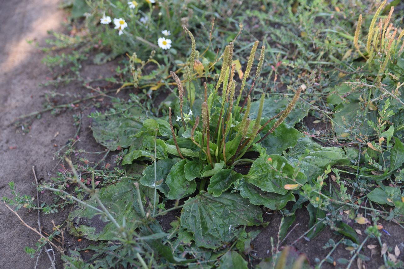 Image of Plantago major specimen.