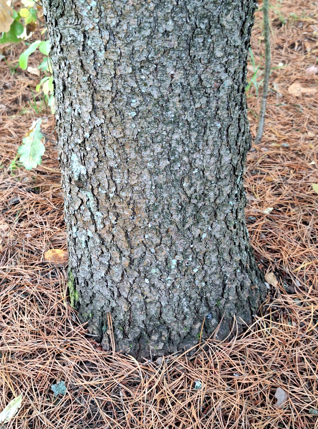 Изображение особи Pinus contorta.