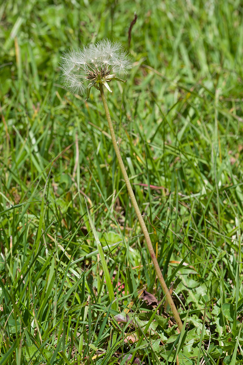 Изображение особи Taraxacum stenocephalum.
