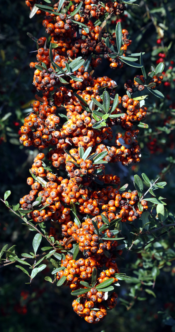 Изображение особи Pyracantha angustifolia.