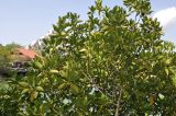 genus Rhizophora. Верхушка цветущего и плодоносящего растения. Вьетнам, пров. Кханьхоа, г. Нячанг, о. Хон Миеу (Hon Mieu), территория океанариума Чи Нгуен (Trí Nguyên). 08.08.2024.