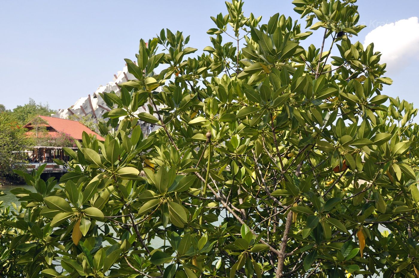 Image of genus Rhizophora specimen.