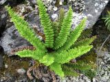 Dryopteris fragrans. Растение на каменистом склоне. Иркутская обл., Бодайбинский р-н, долина р. Хомолхо. Август, 2010 г.