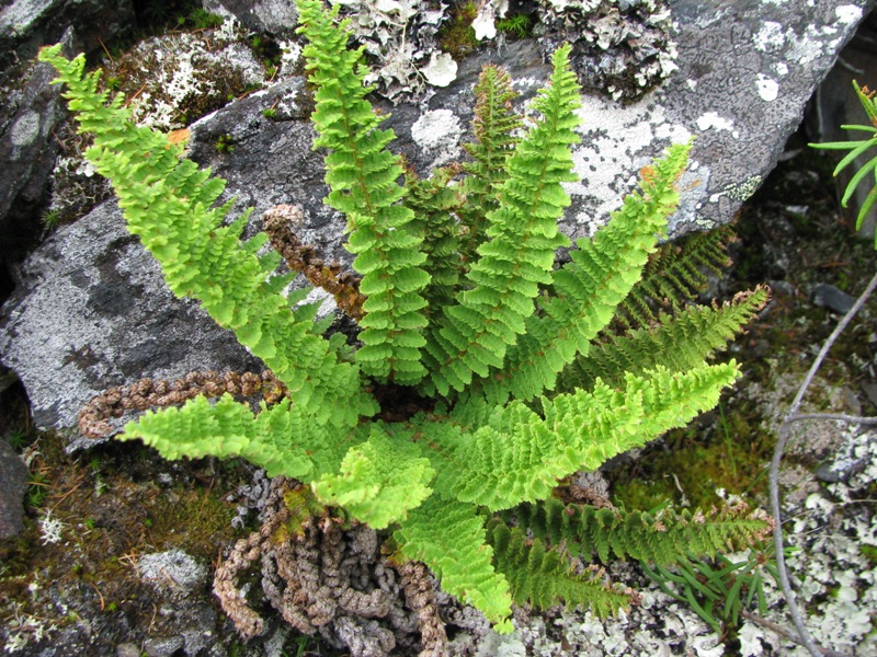 Изображение особи Dryopteris fragrans.