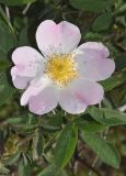 Rosa canina