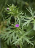 Geranium dissectum