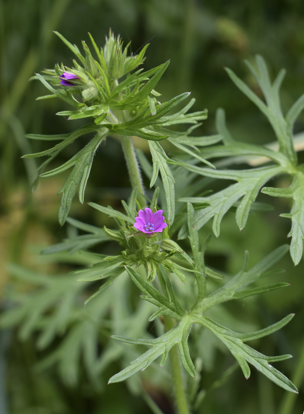 Изображение особи Geranium dissectum.