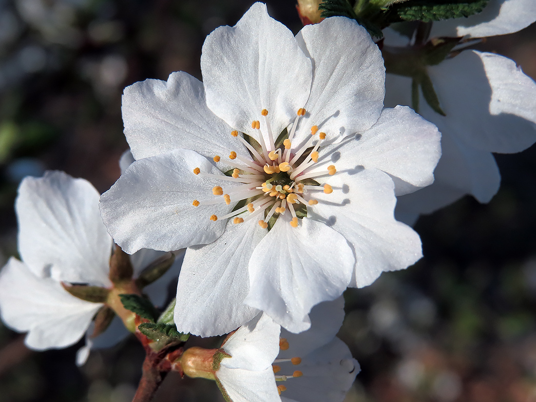 Изображение особи Cerasus tomentosa.