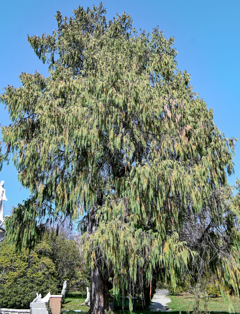 Image of Cupressus cashmeriana specimen.