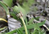 род Taraxacum. Верхушка побега с развивающимся соцветием. Приморский край, Шкотовский р-н, окр. пос. Подъяпольск, вершина сопки, скалистый мыс. 03.05.2025.