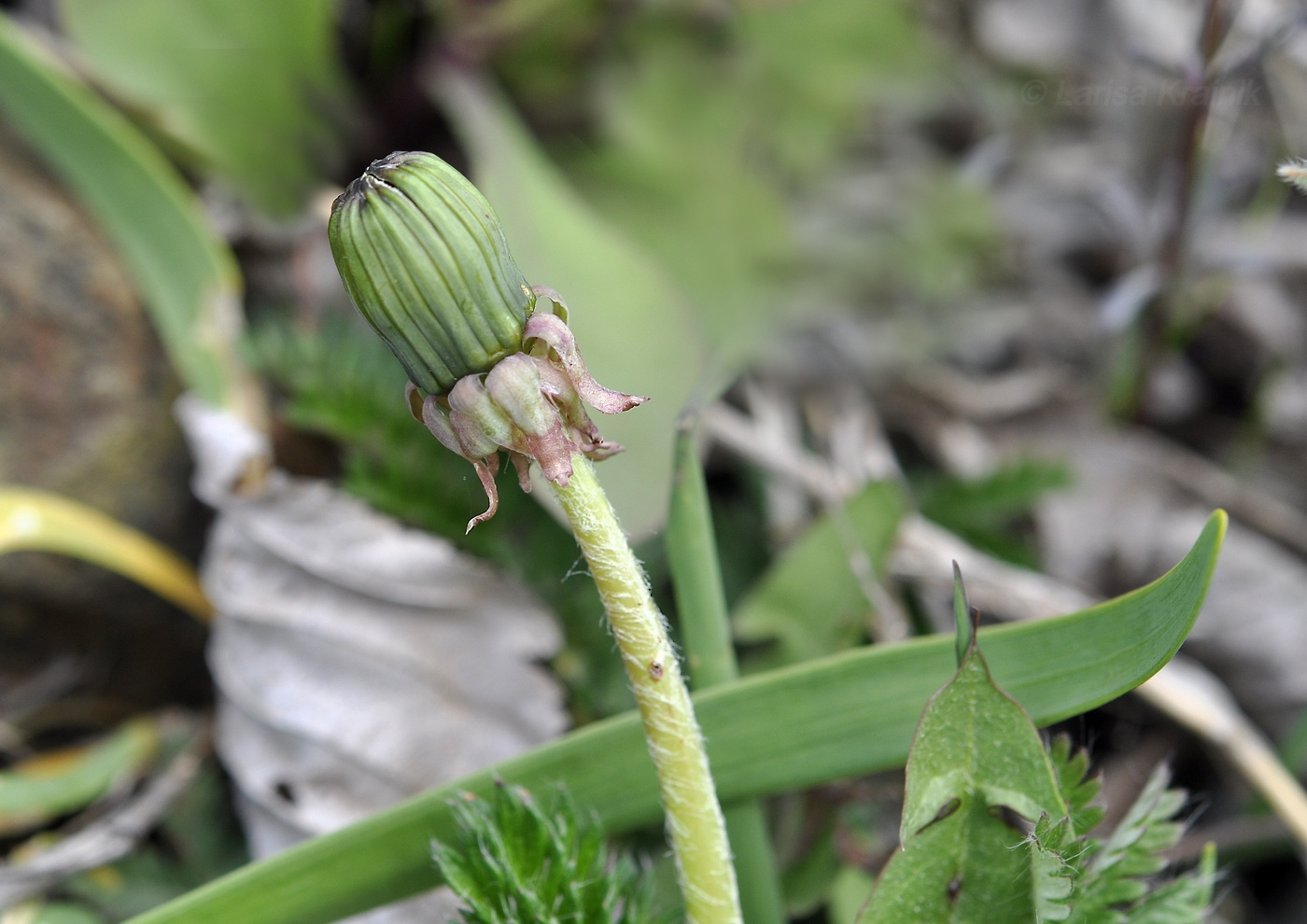 Image of genus Taraxacum specimen.