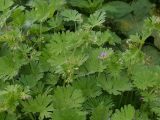 Geranium pusillum. Цветущее растение. Санкт-Петербург, Приморский р-н, окр. ж.-д. ст. «Старая Деревня», у края автомобильной дороги. 29.05.2025.