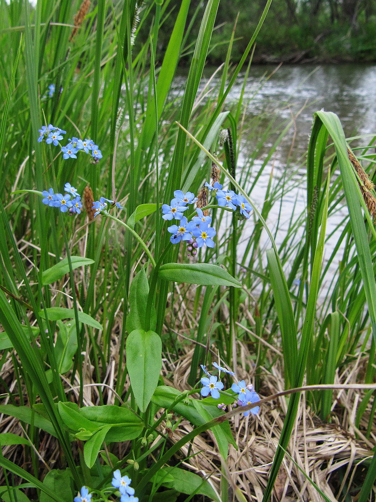 Image of Myosotis palustris specimen.