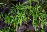 Pteris multifida
