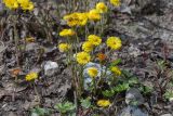 Tussilago farfara. Цветущие растения. Мурманск, Октябрьский р-н, окр. оз. Среднее, смешанный лес с доминированием Betula, обочина тропы. 03.06.2025.