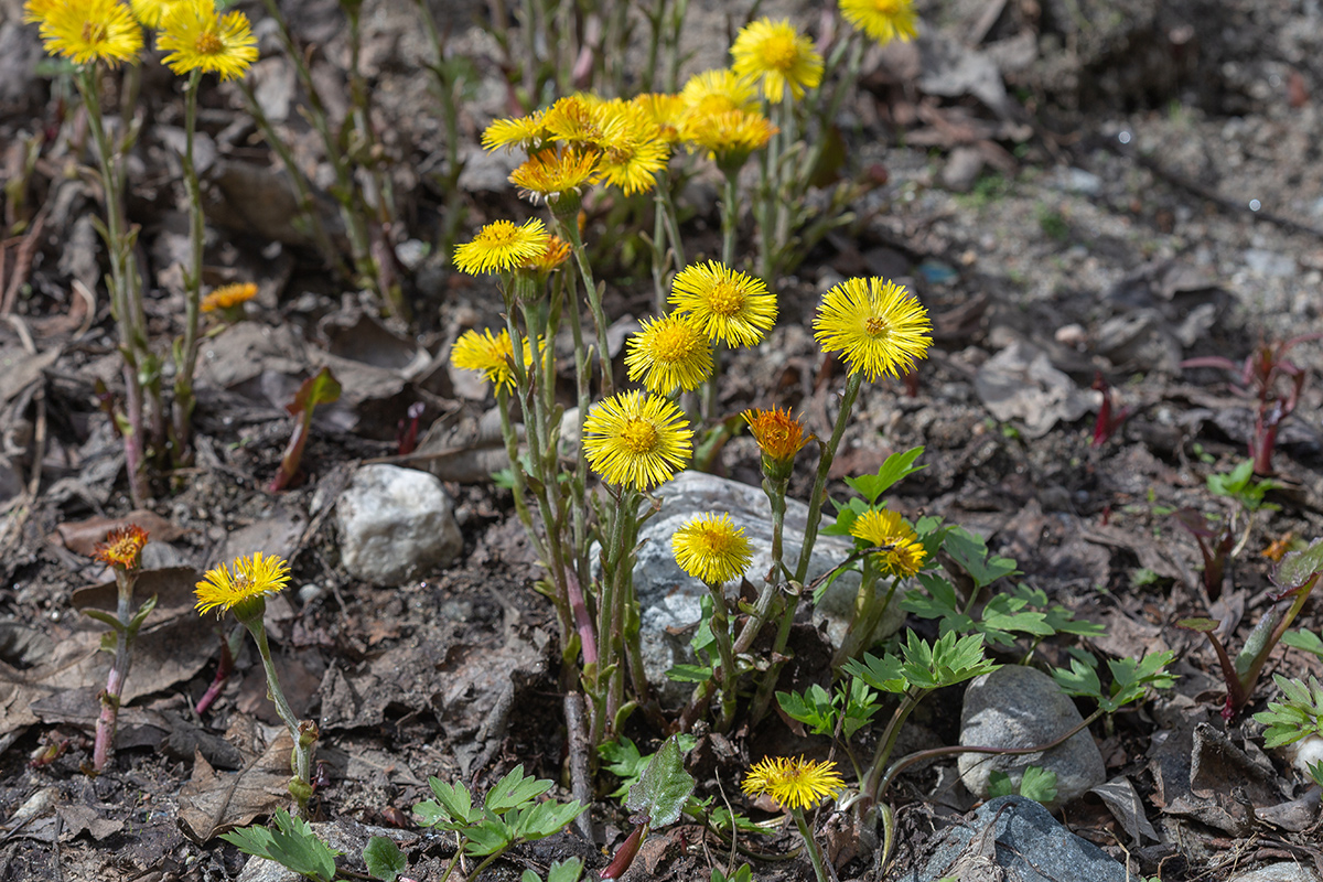 Image of Tussilago farfara specimen.