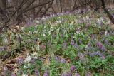 Corydalis solida