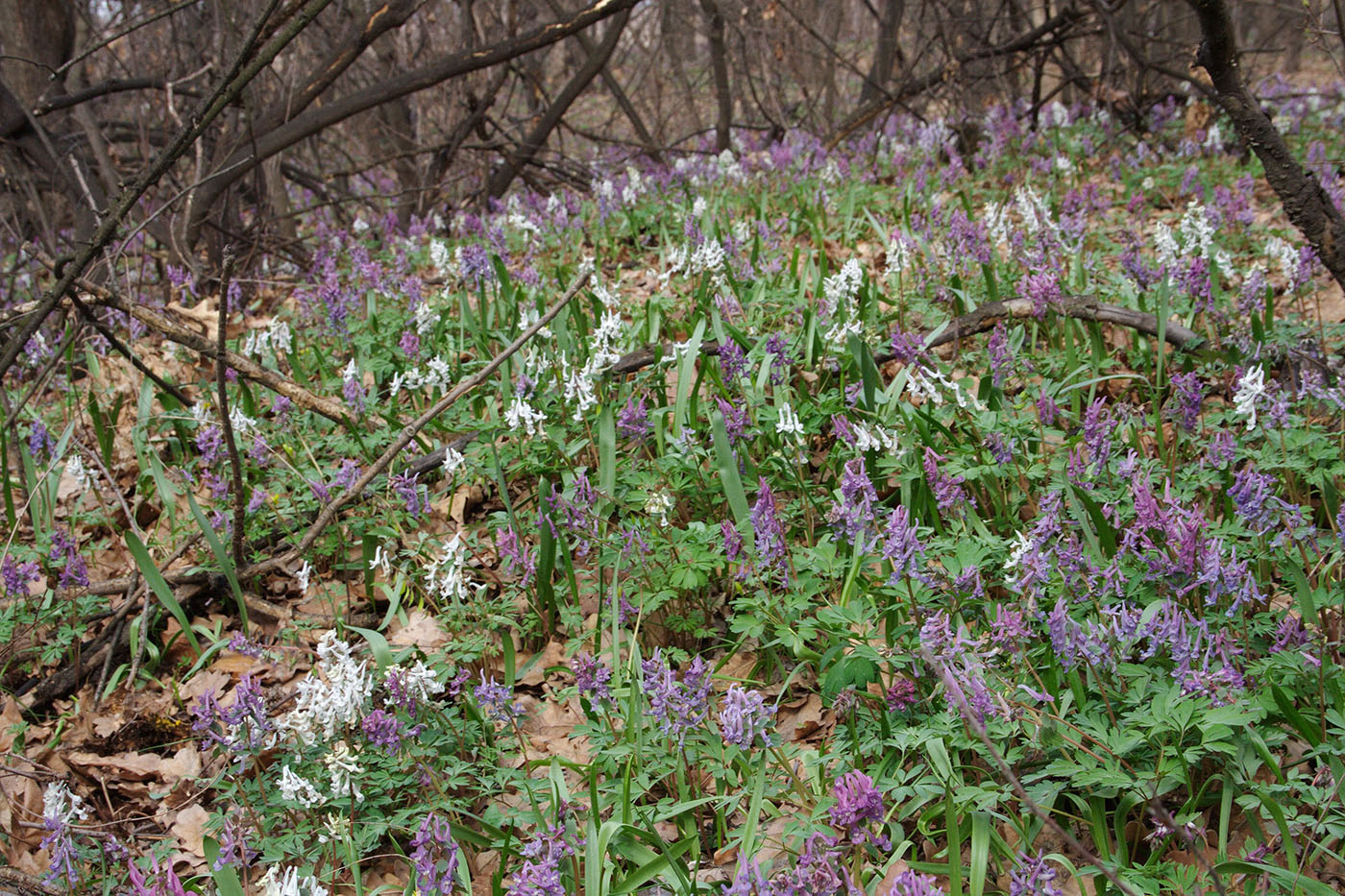 Image of Corydalis solida specimen.