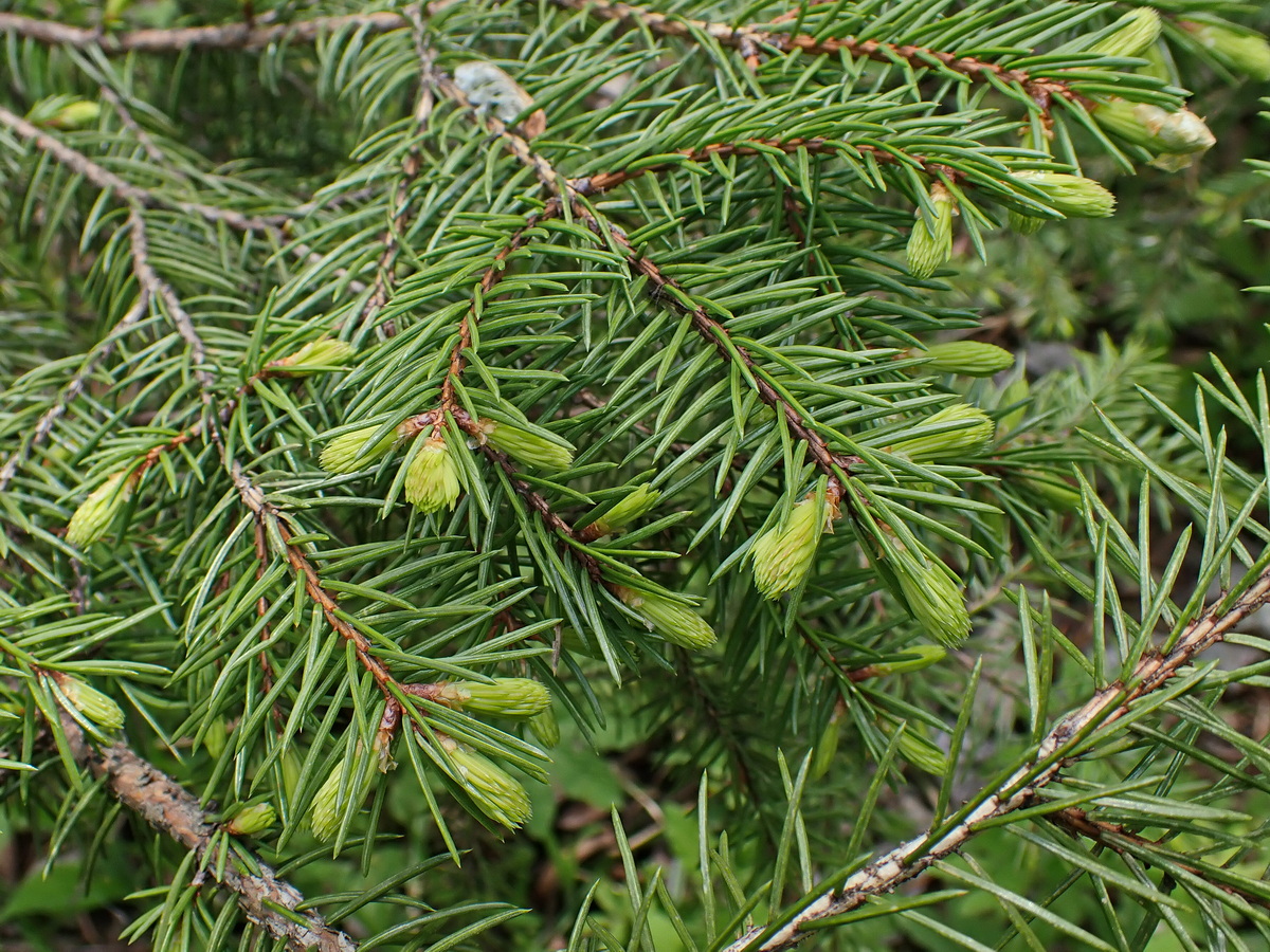 Изображение особи Picea obovata.