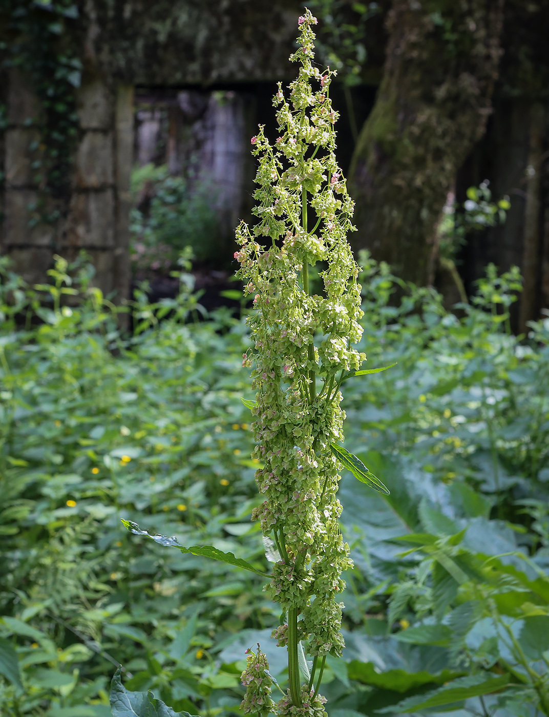 Изображение особи Rumex alpinus.