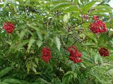 Sambucus sibirica. Плодоносящее растение. Хабаровский край, окр. г. Комсомольск-на-Амуре, просека ЛЭП. 19.07.2025.