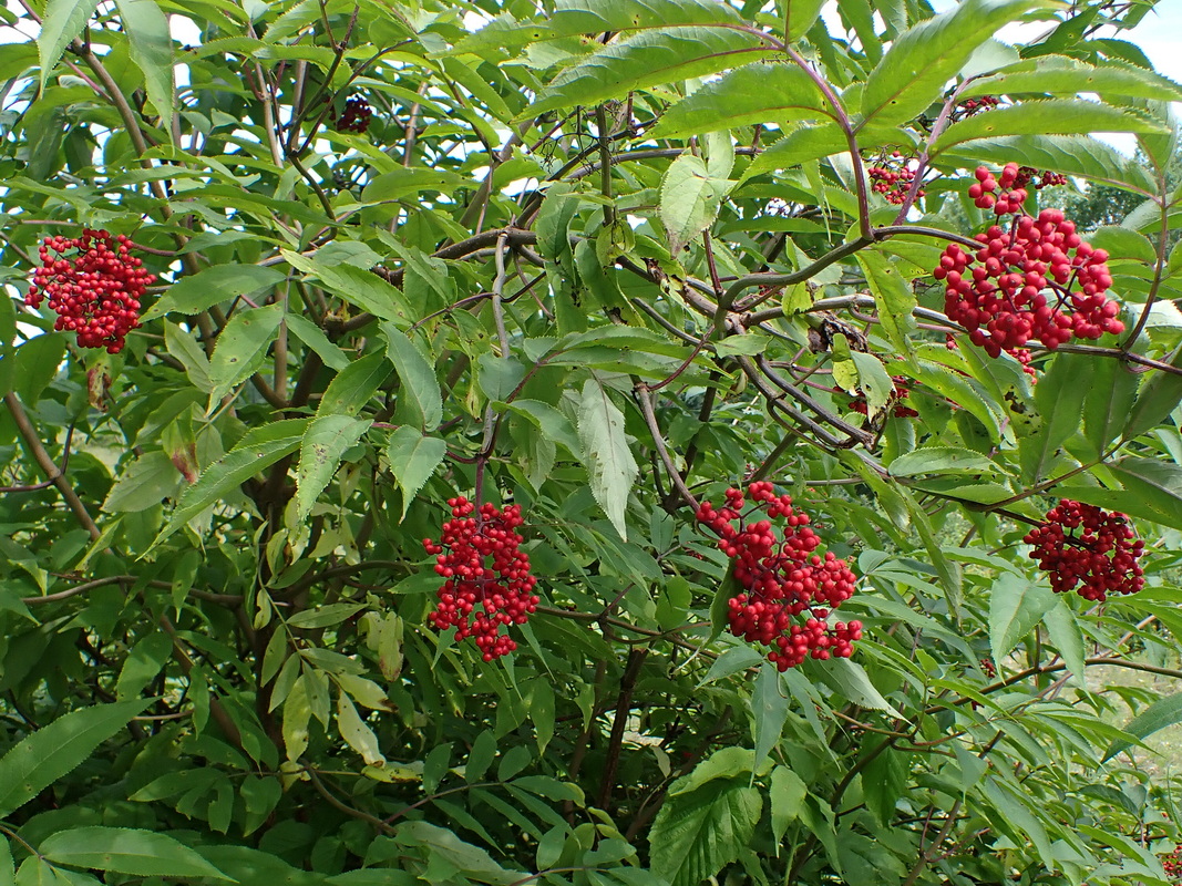 Image of Sambucus sibirica specimen.