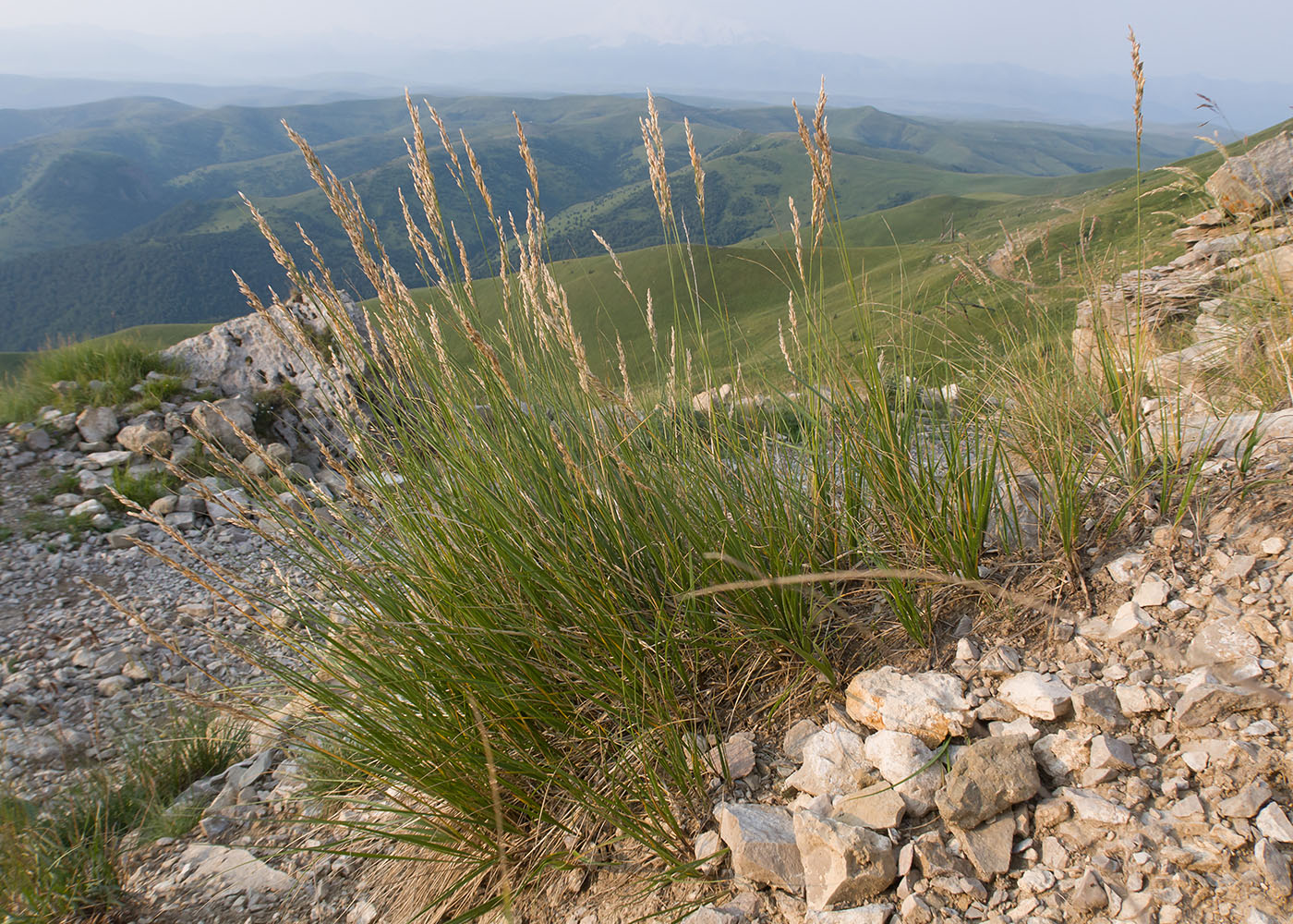 Image of Festuca regeliana specimen.