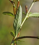 Ludwigia epilobioides. Часть побега с плодами (видна абаксиальная поверхность листа). Приморский край, Октябрьский р-н, окр. с. Чернятино, дол. р. Раздольная на левом берегу, пойма, на илистой отмели. 08.09.2025.