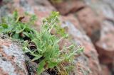 Aster spathulifolius. Расцветающее растение. Приморский край, Владивостокский ГО, о. Клыкова, скала. 16.09.2025.