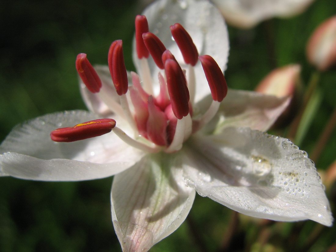 Изображение особи Butomus umbellatus.