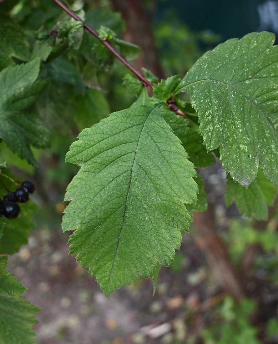 Изображение особи род Crataegus.