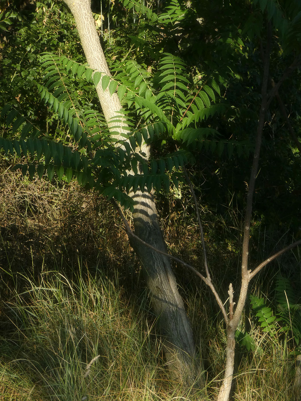 Изображение особи Ailanthus altissima.