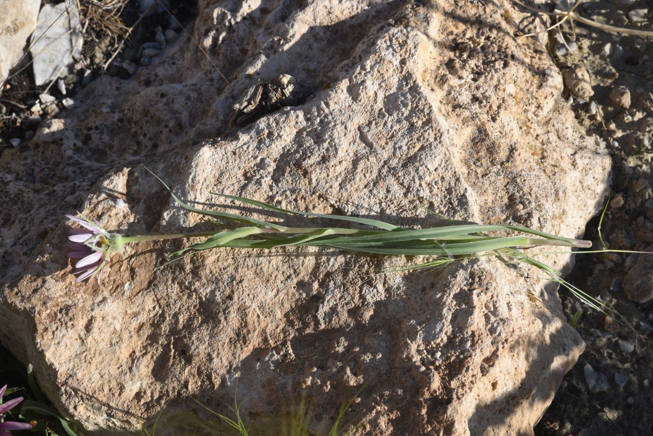 Image of genus Tragopogon specimen.