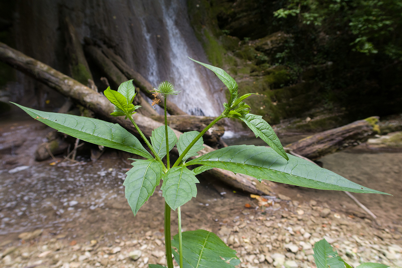 Image of Dipsacus pilosus specimen.