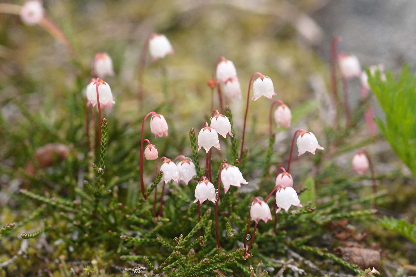 Image of Cassiope lycopodioides specimen.