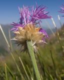 Psephellus caucasicus. Верхушка побега с соцветием. Кабардино-Балкария, Черекский р-н, окр. с. Бабугент, северо-восточный склон горы Чегетджара, ≈ 2800 м н.у.м., альпийский луг. 28.07.2025.