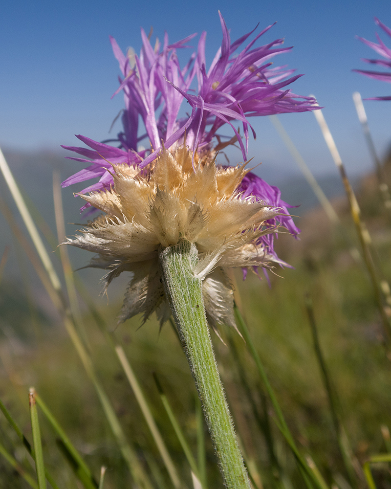 Image of Psephellus caucasicus specimen.