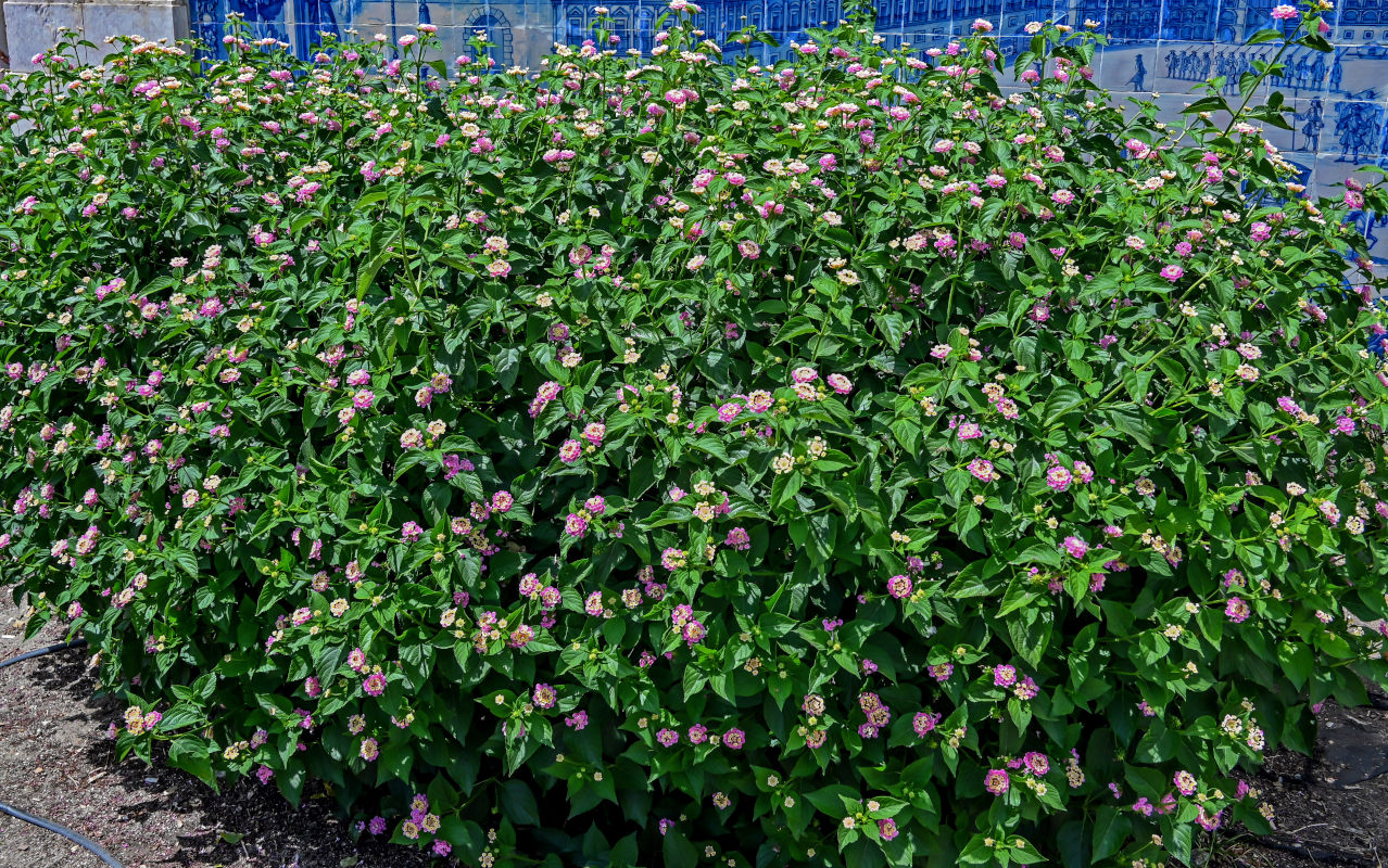 Image of Lantana &times; strigocamara specimen.