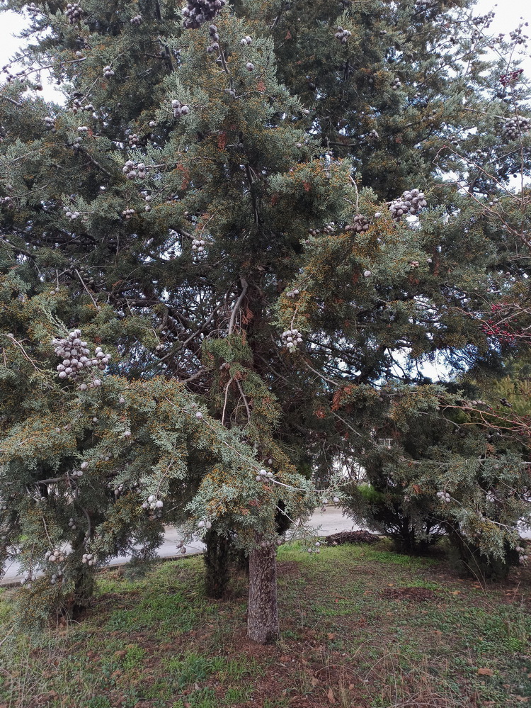 Изображение особи род Cupressus.